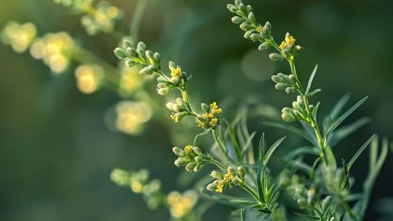 Artemisia annua: Wirkung, Forschung & polarisierende Weltbilder